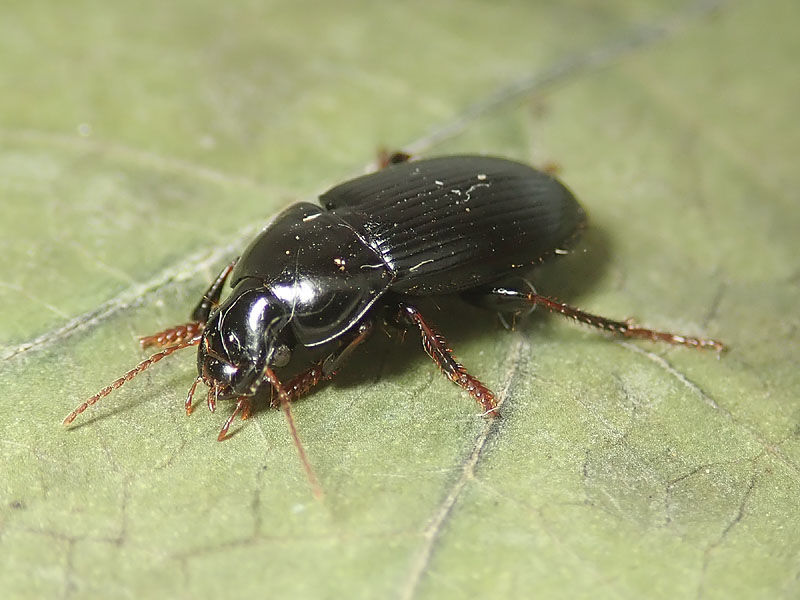 Carabidae: Harpalus  sp.